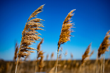 Reed Grass Blowing in the Wind with Blue Sky Background 
