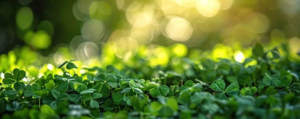 Fotobehang Green background with three-leaved shamrocks, Lucky Irish Four Leaf Clover in the Field for St. Patricks Day holiday symbol. with three-leaved shamrocks, St. Patrick's day holiday symbol, earth day. © Влада Яковенко