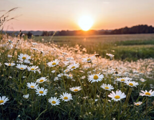 Landscape with white chamomile blooming in a field, with an emphasis on the setting sun. The grassy meadow is washed out, creating a warm golden hour effect during sunset and sunrise.