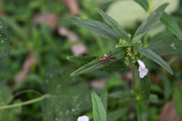 Dorsal view of a broad headed bug sitting on top of a thin long Ceylon slitwort leaf