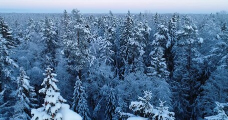 Moving over a snowy and frosty mixed boreal forest on a quiet December evening in Estonia, Northern Europe	