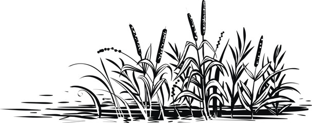 Vector reed grass and cattail, sketch. Black and white illustration of riverside. - obrazy, fototapety, plakaty