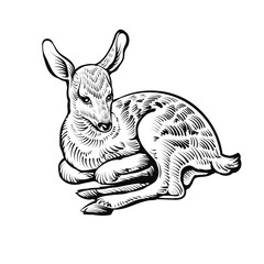 Sketch of fawn. Vector black and white illustration of cute baby deer.