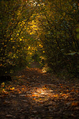 Obraz premium A narrow path leading into the depths of the forest in an autumnal forest. A hidden path that leads to a secret place...