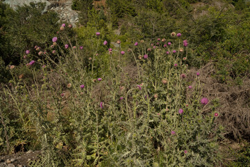 Botany. View of tall thistles, Cirsium vulgare purple flowers and green leaves foliage, blooming in the field.	