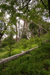 Forest background. View of the trees and lush vegetation in the mountain wood.	