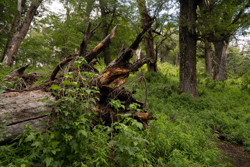 View of an uprooted tree fallen down besides the hiking path.	