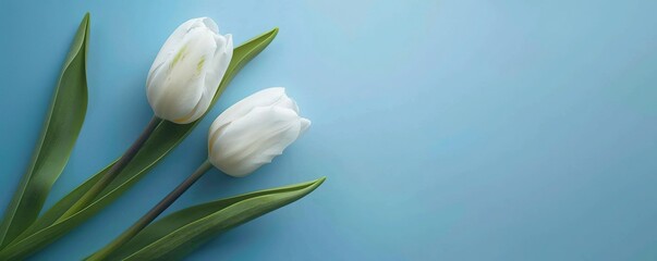 White tulip flowers on blue background. Floral wallpaper, banner. February 14, valentine's day, love, 8 march women's day theme.