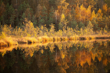 During the Ice Age, the lake surrounded by swamps and old forests in autumn. Varninku nature...