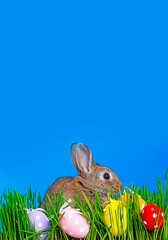 brown easter rabbit and easter eggs in grass - 747542987