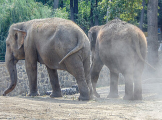Two asian elephants at the Zoo Nyíregyháza, Hungary