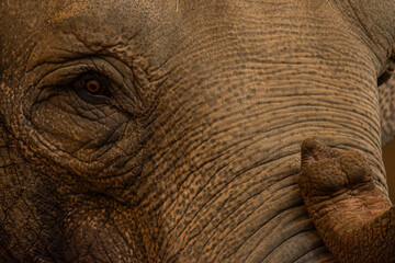 Up close and personal with a female Asian elephant
