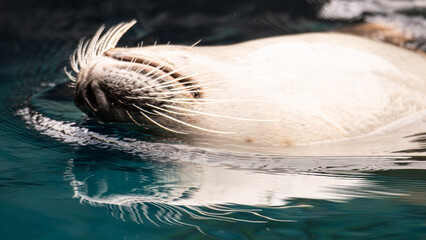 Harbor seal swimming upside down at the surface of the water