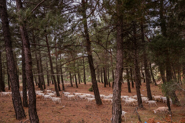 Fototapeta premium Goats in the wood in autumn season under pine trees