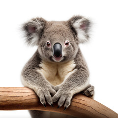 photo of a koala on a white background сreated with Generative Ai