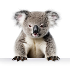 photo of a koala on a white background сreated with Generative Ai