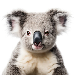 Fototapeta premium photo of a koala on a white background сreated with Generative Ai