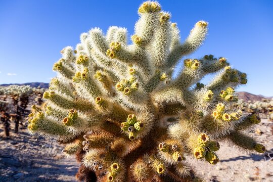 Cholla Cactus (Cylindropuntia sanfelipensis) Garden Plant Patch Close Up Macro View. Pinto Basin Mojave Desert, Joshua Tree National ParkCalifornia USA