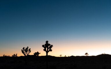 Fototapeta na wymiar Cactus Trees (Yucca Brevifolia) Silhouette, Multi Colored Sunset Sky Landscape. Scenic Sunset View Joshua Tree National Park, Mojave Desert California USA
