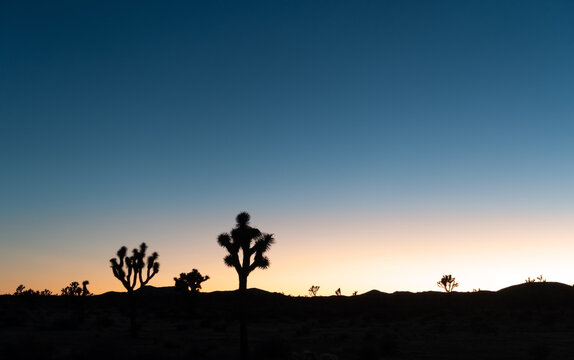 Cactus Trees (Yucca Brevifolia) Silhouette, Multi Colored Sunset Sky Landscape.  Scenic Sunset View Joshua Tree National Park, Mojave Desert California USA