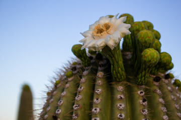 Cactus Flower, Saguaro, Arizona, Tucson, Saguaro National Park, Flowers, Bloom