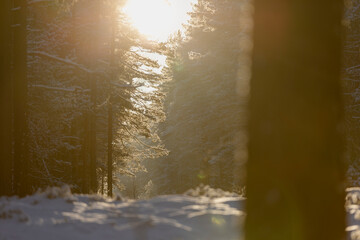 During Winter a low angle shot from the ground covered in snow revealing a divided forest with the Sun peaking through the forest and causing lens flare