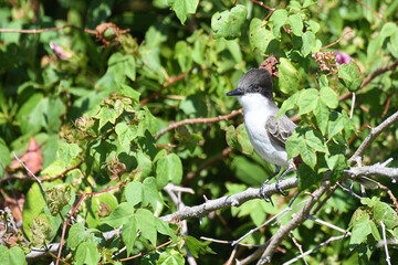 Loggerhead Kingbird perched on a branch, with a green background