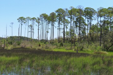 Beautiful view on rmarshes and forest in North Florida nature - obrazy, fototapety, plakaty