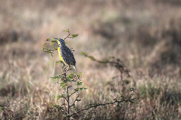 Eastern Meadowlark perched on a twig