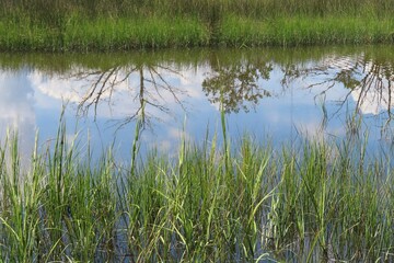 Beautiful view on rivers and marshes in North Florida nature