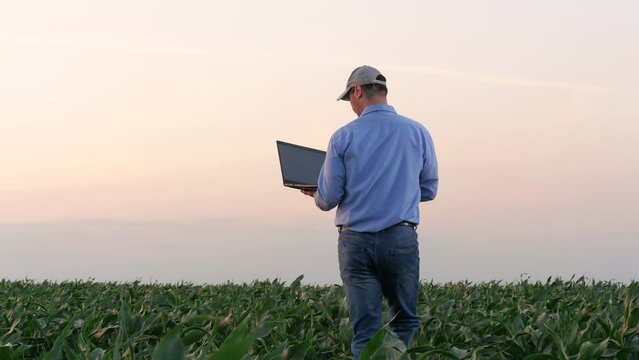 Agriculturalist with laptop strolls overseeing growth of corn. Agronomist collects data about corn cultivation using laptop. Skilled farmer holding laptop assesses progress of corn plantation