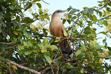 Closeup of a Great Lizard-Cuckoo perched on a twig