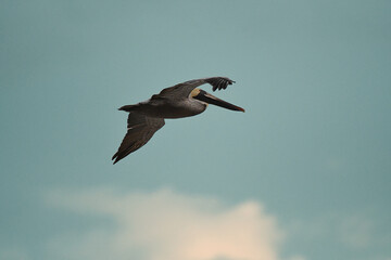 Brown Pelican on flight under a turquoise sky