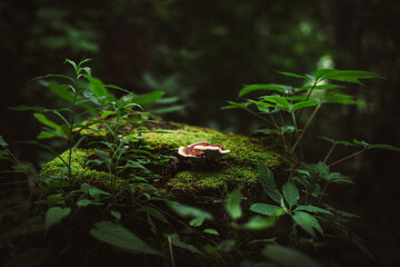 Portrait of a Mushroom