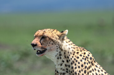 female cheetah watching her prey in the savanna