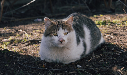 A white cat sits on the ground in the sun
