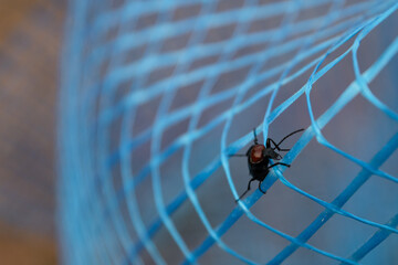 Beetle insect climbing the protective mesh of the garden. Rural background. Pests and pesticides.