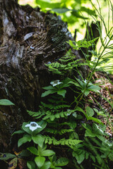 Wildflowers Blooming in Pacific Northwest Forest
