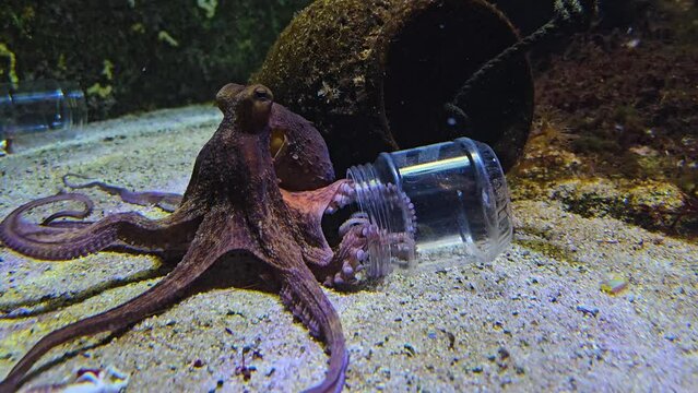 Close up view of a small octopus moving around the sea ground.
