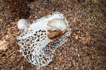 fungus on rice fertilizer, phallus indusiatus