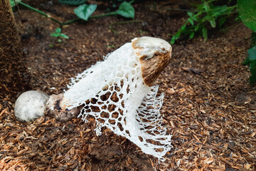 fungus on rice fertilizer, phallus indusiatus