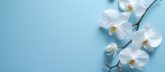 This photo showcases a branch of white orchids against a serene blue background, exuding elegance...