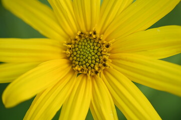 yellow flower macro