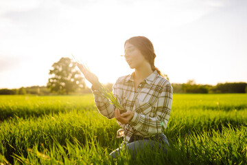 Young Green wheat seedlings in the hands of a woman farmer. Organic green wheat in the field. Agro business. Harvesting.