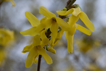 Obraz premium Zweig einer Forsythie mit Blüten