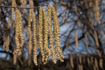 Close-up of hazelnut blossoms. The yellow umbels are still hanging on the branches. Other branches and flowers in the background. - obrazy, fototapety, plakaty