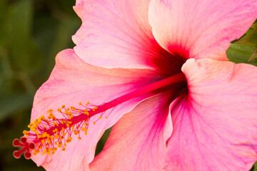 Hibisco flor cor de rosa com talo no centro de suas pétalas e esporos de cor amarela na ponta.  - obrazy, fototapety, plakaty