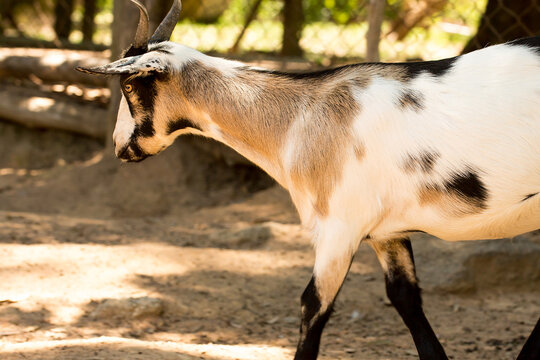 Cabrito, cabra ou bode animal criado para produção, de carne, leite, queijo e couro. 