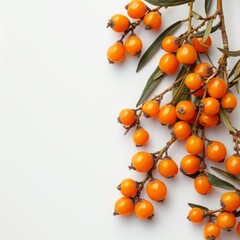sea buckthorn berry on white background.