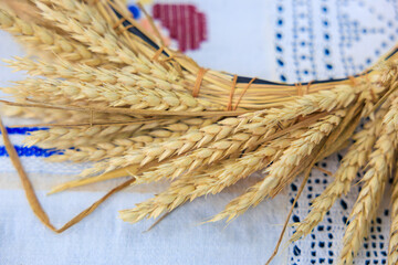 Spikelets of wheat. Background with selective focus and copy space